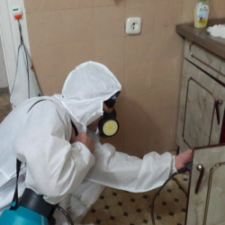 Дезинфекция от муравьев в квартире в Верхней Пышме